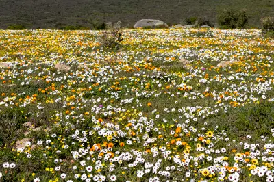 Field of white, yellow and orange wildflowers in bloom across Postberg Wildflower Reserve in West Coast National Park, South Africa.