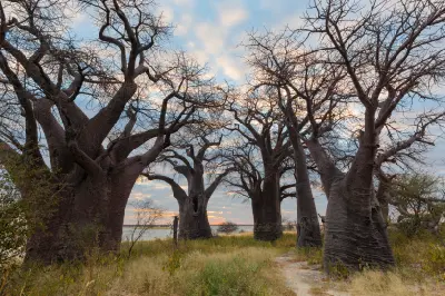 A walking path winds through the ancient Baines Baobabs beside the white salt flats of Nxai Pan in Botswana.