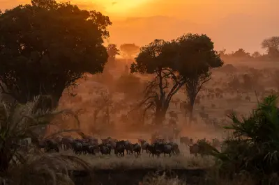 Wildebeest herds crossing the acacia woodlands at sunset in Seronera Valley, Serengeti National Park, Tanzania.