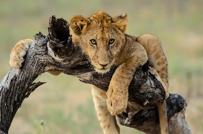 Young lion resting on a fallen tree in the wilderness of Southern Tanzania.