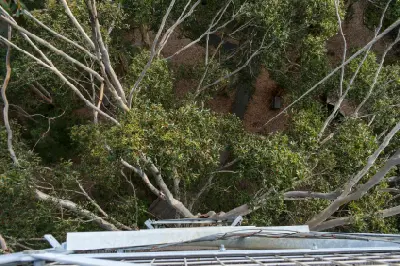 View looking down from high on Gloucester Tree into the surrounding karri forest near Pemberton, Western Australia.
