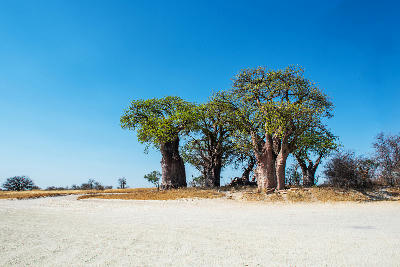 Ancient baobab trees beside Kudiakam Pan at Baines Baobabs in Nxai Pan National Park, Botswana.