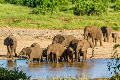 African elephants drinking from the Sabie River near Skukuza Rest Camp in Kruger National Park.