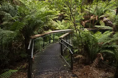 Raised boardwalk winding through dense tree ferns and cool-temperate rainforest at Maits Rest, Victoria.