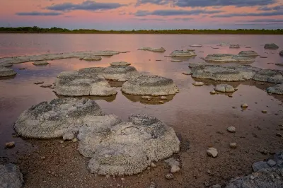 Thrombolite formations emerge from the shallow pink-toned waters of Lake Thetis at dusk.