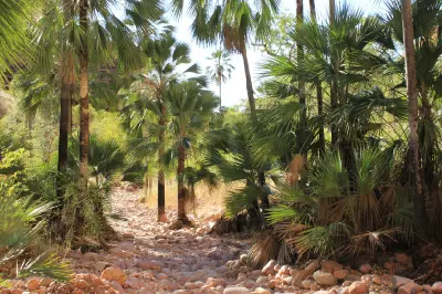 Palm trees and dense vegetation line the rocky approach to Echidna Chasm in the Bungle Bungles.