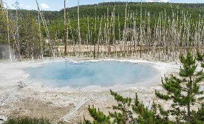 Cistern Spring Norris Geyser Basin Yellowstone geothermal pool dead trees thermal landscape Wyoming USA