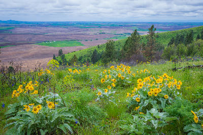 Spring wildflowers and forested hills overlook the agricultural plains surrounding Kamiak Butte in the Palouse region.