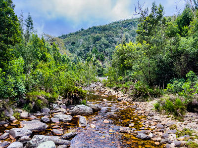 Knysna River flowing through indigenous forest and rocky riverbanks in the Knysna Forest region of South Africa.