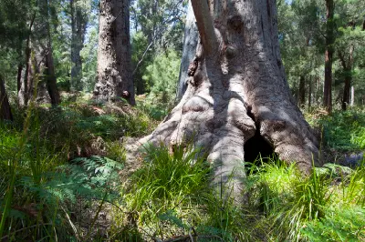 Massive buttressed red tingle tree surrounded by ferns in Walpole-Nornalup National Park, Western Australia.