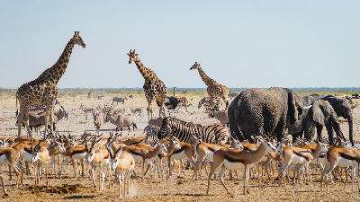 Large groups of African wildlife gathered around a waterhole in Etosha National Park, Namibia, including giraffes, elephants, zebra, and springbok.