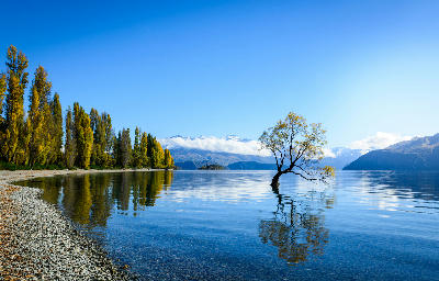 The iconic That Wanaka Tree growing in Lake Wanaka with mountains and shoreline trees reflected in the water, Wanaka, South Island, New Zealand.