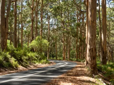 A country road curves beneath towering karri trees in the Margaret River region, revealing the scale of the forests of southwestern Australia.
