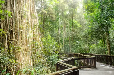 Boardwalk beside the hanging aerial roots of the Curtain Fig Tree in rainforest on the Atherton Tablelands, Queensland.