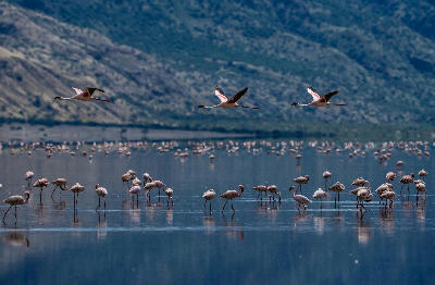 Lesser flamingos flying and feeding on the shallow alkaline waters of Lake Natron with the Great Rift Valley escarpment in the background, northern Tanzania.
