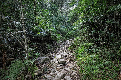 Rocky footpath surrounded by ferns and indigenous forest vegetation at Jubilee Creek in the Knysna Forests, Garden Route, South Africa.