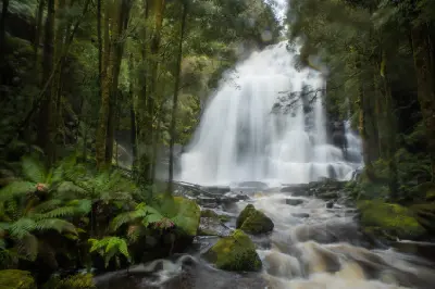 Nelson Falls flowing through mossy rocks and dense tree-fern rainforest in western Tasmania.