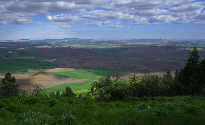 Rolling farmland viewed from the forested slopes of Kamiak Butte in the Palouse region of Washington State