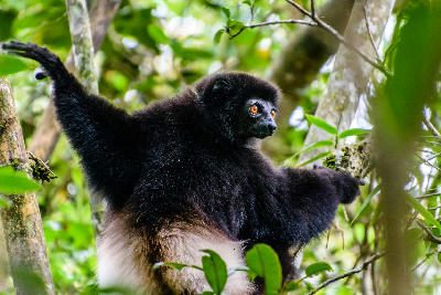 Milne-Edwards’ sifaka lemur climbing through tropical rainforest trees in Madagascar.