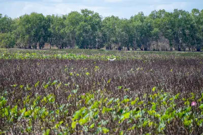 Wide view of Mamukala Wetlands with dense brown aquatic vegetation, scattered green lotus leaves, a white bird in flight and woodland in the background.