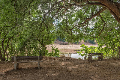 Benches beneath giant riverine trees at Pafuri Picnic Site overlooking the Luvuvhu River in northern Kruger National Park.
