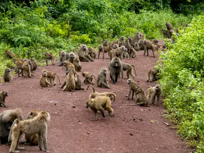 Large troop of olive baboons gathered on a forest road in the lush Groundwater Forest of Lake Manyara National Park, northern Tanzania.