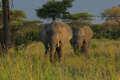 Two African elephants walking through grassland in Ruaha National Park, Tanzania.