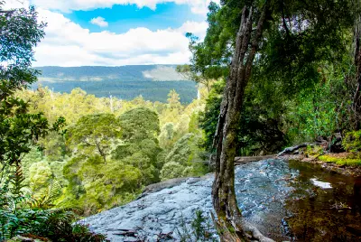 Top tier of Russell Falls flowing over moss-covered rock ledges surrounded by lush rainforest in Mount Field National Park, Tasmania.