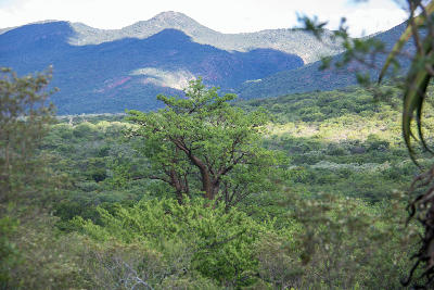 Baobab tree overlooking the forested slopes of the Soutpansberg Mountains in Limpopo, South Africa.