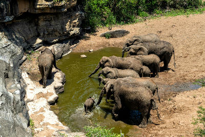 Elephants and calves drinking at a waterhole surrounded by rocky cliffs in Hluhluwe–iMfolozi Park.
