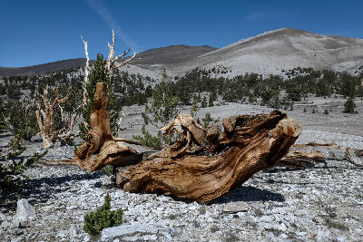 Ancient bristlecone pine tree in the White Mountains of the Eastern Sierra Nevada, California.