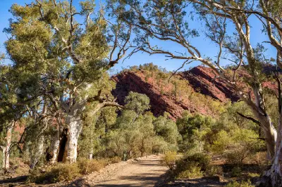 Dirt road beneath eucalyptus trees and tilted red rock formations in Brachina Gorge, Flinders Ranges, South Australia.
