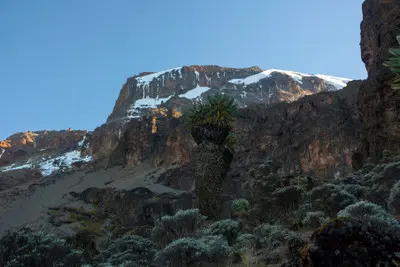 Giant groundsel below Kibo's Southern Icefields above Barranco Camp on Mount Kilimanjaro, Tanzania, at approximately 3,950 metres above sea level.