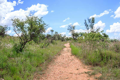 Walking trail through indigenous grassland and woodland in Walter Sisulu National Botanical Garden, Johannesburg.