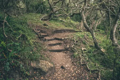 Forest hiking trail through indigenous woodland in Featherbed Nature Reserve near Knysna Lagoon on the Garden Route, South Africa.