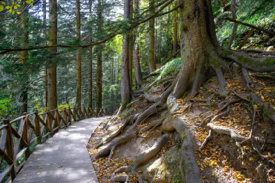 Forest walking path beneath mature trees with exposed roots near Sümela Monastery in Trabzon, Turkey.