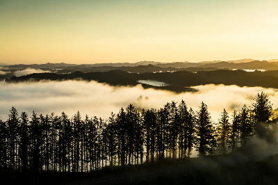 Aerial view of fog rolling over forested hills on the Oregon Coast at sunrise.