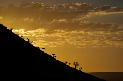 Silhouetted quiver trees on a hillside at sunset in the Gannabos Quiver Tree Forest near Nieuwoudtville, Northern Cape.