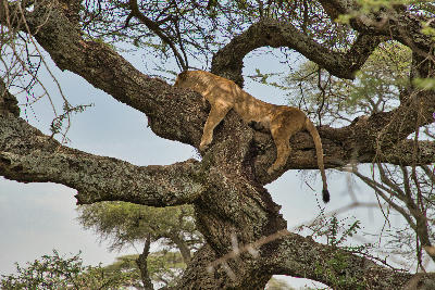 Lion resting across the branches of an acacia tree in the Ndutu Plains of northern Tanzania.
