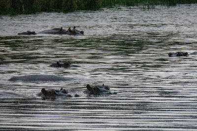 Hippos partially submerged in Lake Panic in Kruger National Park, with only their eyes and ears showing above the water.