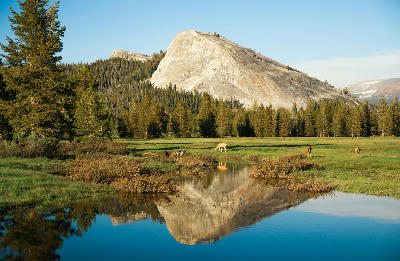 Lembert Dome with reflection in meadow stream at Tuolumne Meadows, Yosemite National Park.