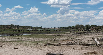 Wildebeest gathered along the Boteti River in Makgadikgadi Pans National Park, Botswana.