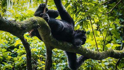 Wild chimpanzee resting on a tree branch in the rainforest canopy of Mahale Mountains National Park, Tanzania.