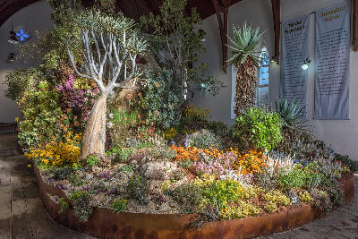 Colourful display of fynbos, succulents, and indigenous plants at the Clanwilliam Wild Flower Show inside the historic Dutch Reformed Church, Western Cape.
