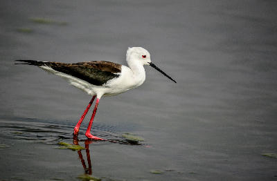 Black-winged stilt wading through shallow water at Marievale Bird Sanctuary, Gauteng.