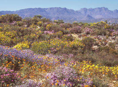 Colourful wildflowers at Ramskop Wildflower Garden with the Cederberg Mountains near Clanwilliam in South Africa.