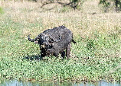 African buffalo grazing beside the Khwai River in Moremi Game Reserve, Botswana.