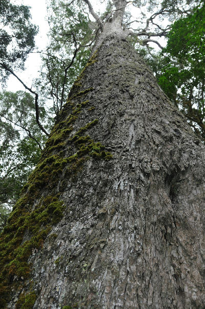 Low-angle view of the massive trunk of the Big Tree, an ancient Outeniqua Yellowwood in Tsitsikamma National Park, South Africa.