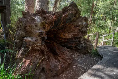 Large fallen tree beside the forest boardwalk at the Valley of the Giants near Walpole, Western Australia.