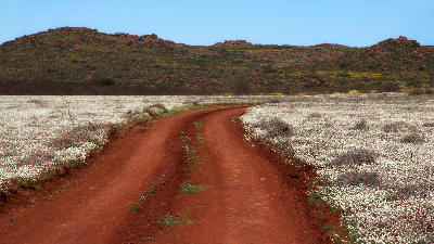 Red gravel road winding through white spring wildflower fields beneath granite hills in Namaqualand, South Africa.
